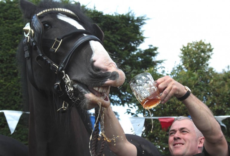 Anche i cavalli amano la birra