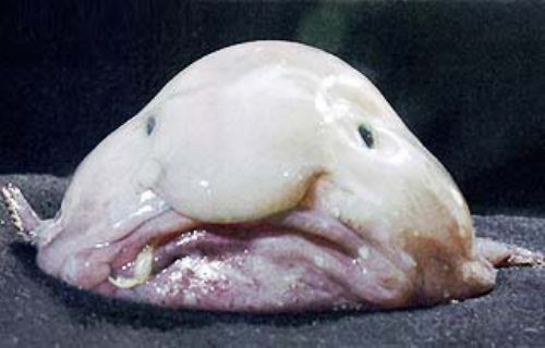 Il "blobfish" vive nelle profondità del mare
