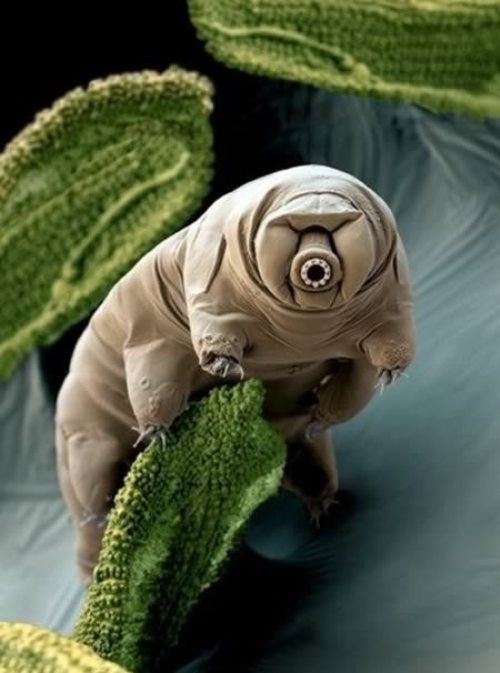 Un tardigrade chiamato anche extremophile cioè vive in ambienti e temperature estreme