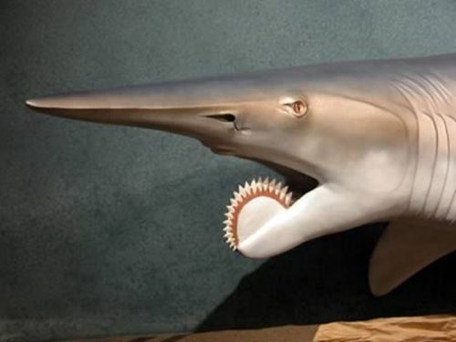 Helicoprion è un squalo preistorico
