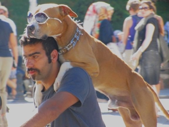 Il cane che protesta contro Erdogan e diventa una celebrità mondiale