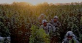 afghanistan--marijuana