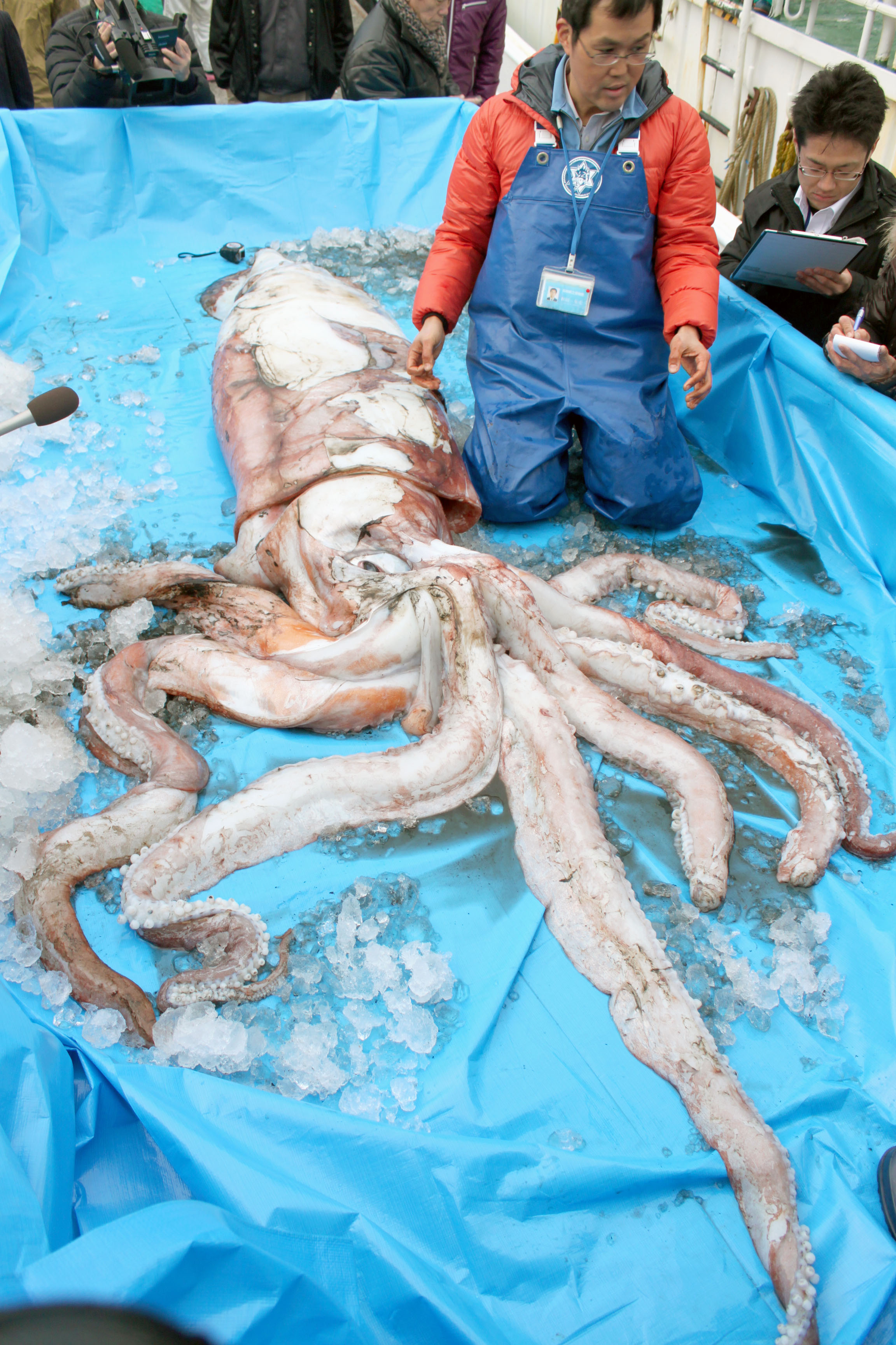 La strana «invasione» di calamari giganti in Giappone | Giornalettismo