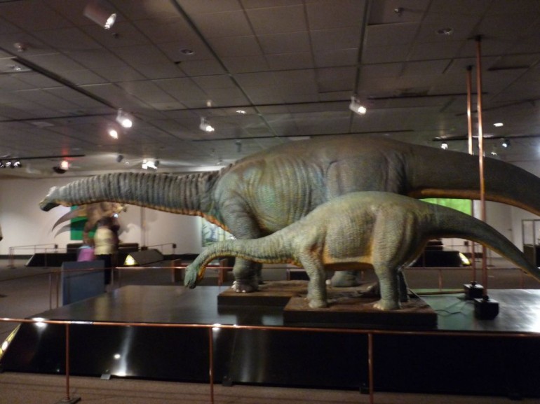 6Apatosaurus-770x577