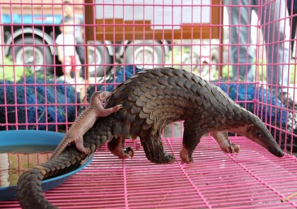 pangolino