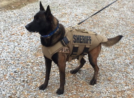 La città che protegge i cani poliziotto con i giubbotti antiproiettile – Giornalettismo