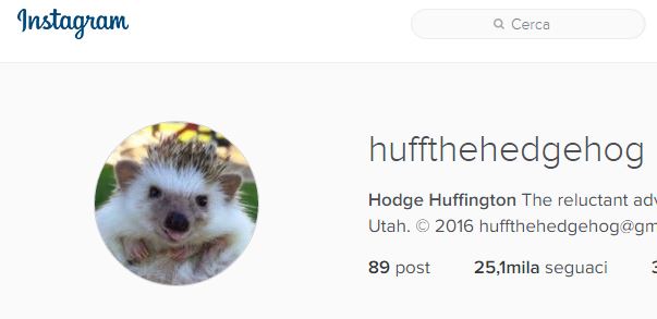 Huff-Instagram-account