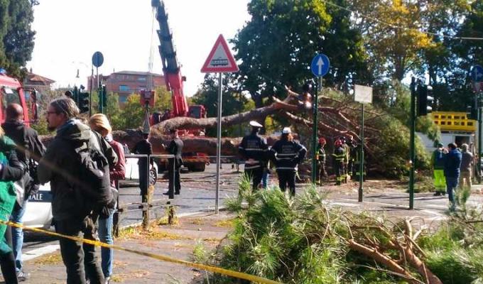 Roma, cade un albero e distrugge un taxi: un ferito | FOTO