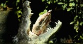 700kg Crocodile Eats First Meal At Sydney Zoo