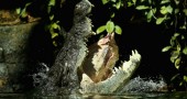 700kg Crocodile Eats First Meal At Sydney Zoo