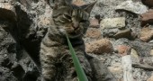 gatti torre argentina