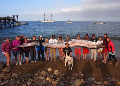 Foto: AP Photo/Catalina Island Marine Institute