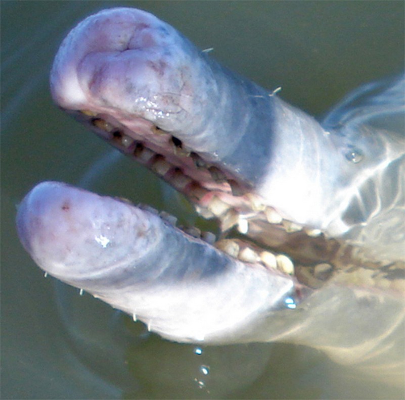 delfino-brasile-nuova-specie (2)