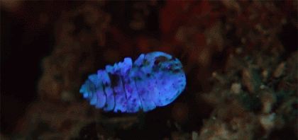 lucciole del mare Copepoda (2)