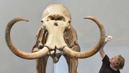 mammut lanoso