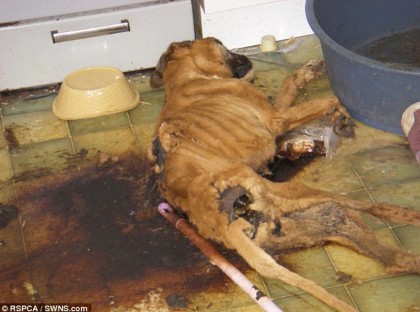 http://www.dailymail.co.uk/news/article-2584432/Pet-dog-starved-death-horrific-conditions-trainee-lawyer-specialising-medical-negligence-locked-animal-kitchen-week-went-work.html?ITO=1490&ns_mchannel=rss&ns_campaign=1490