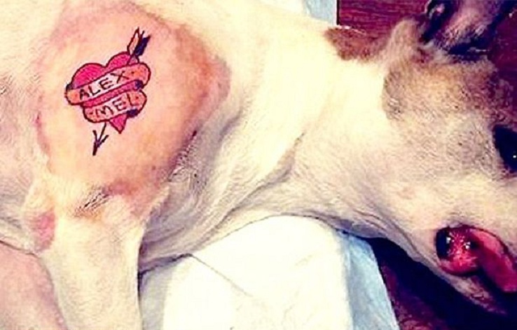 tatuaggio cane 3