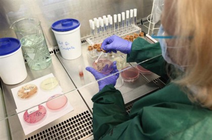I ricercatori che clonano le cellule umane per ottenere le staminali