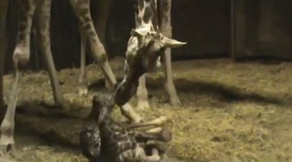 nascita giraffa zoo madrid 2