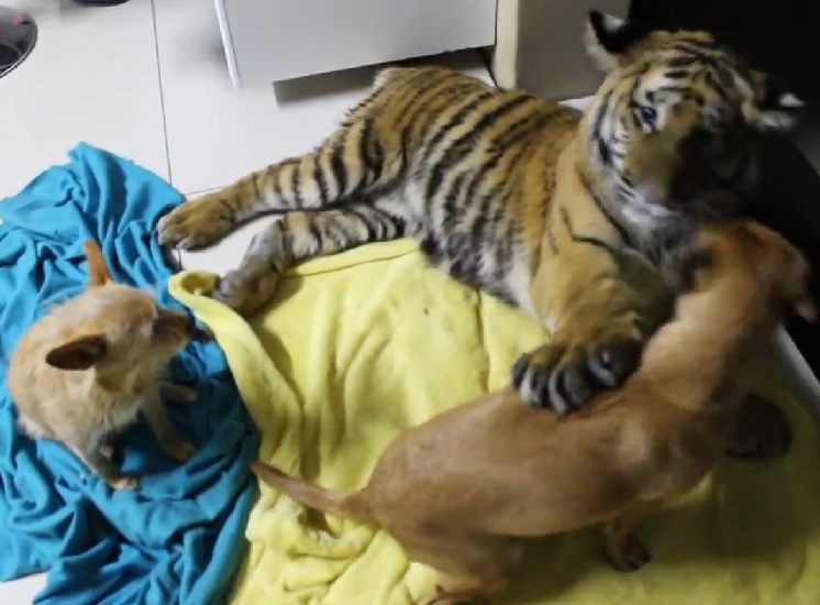 tigre gioca con i cani 2