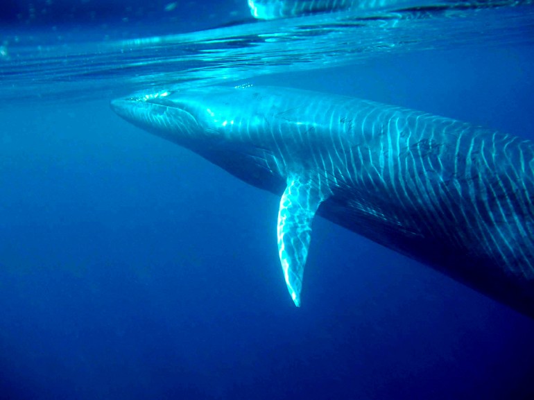Una Balena di Bryde (Via Wikipedia)
