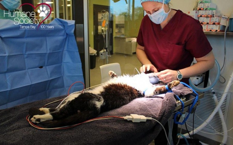 Bart, mentre è curato dai veterinari della Humane Society di Tampa