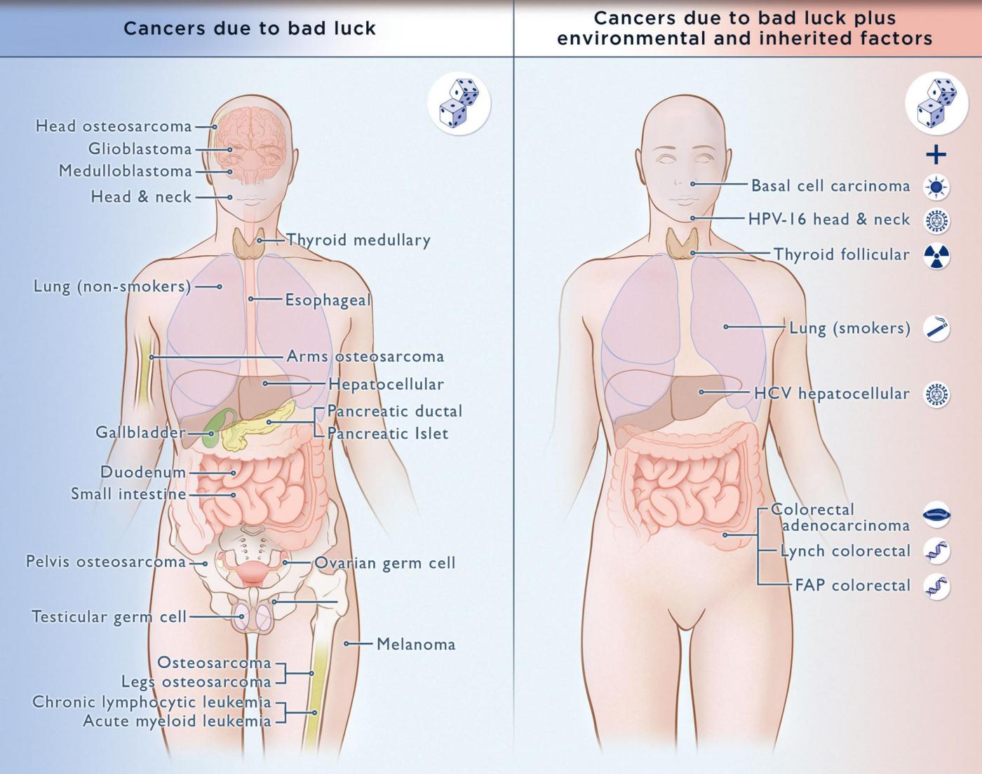 Most cancer cases due to bad luck