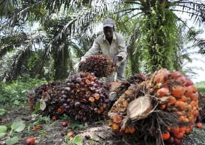 La raccolta dei semi in Costa d'Avorio ( (Photo credit SIA KAMBOU/AFP/Getty Images)