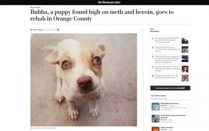 bubba cane drogato california