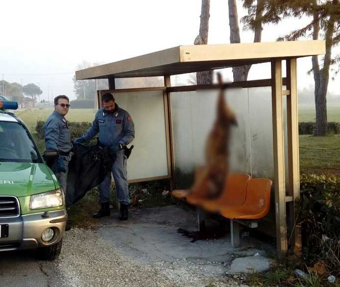 Rimini, lupo ucciso e appeso alla fermata del bus: due denunciati